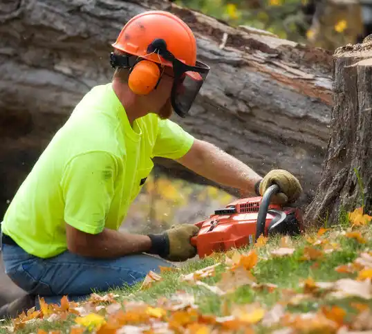 tree services Old Tappan